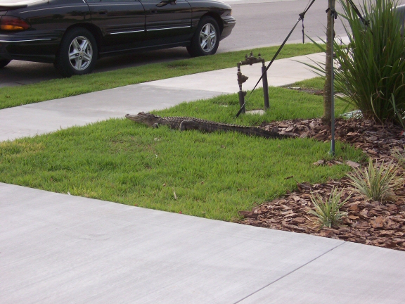 Alligators Invade Neighborhoods